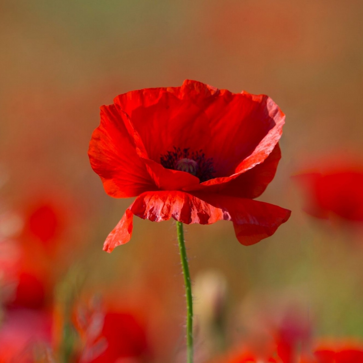 Carre's Grammar School - Remembrance Service